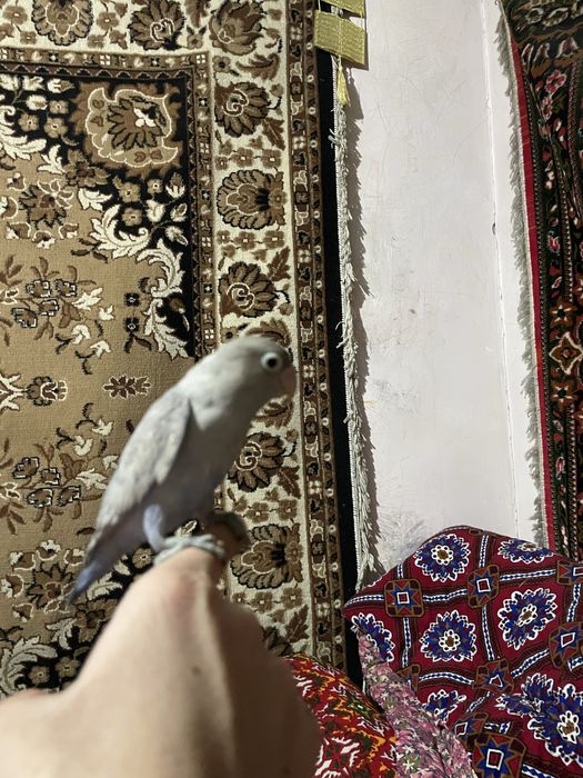 Nerazluchnik ruchnoy