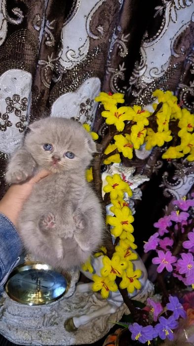 Продаю котят чистокровных