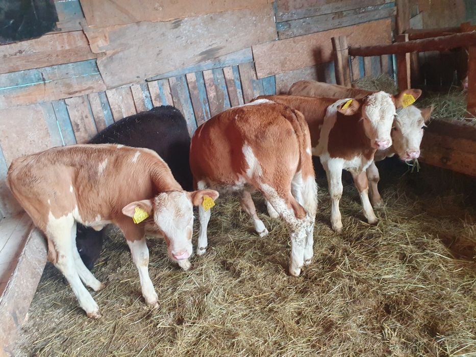 Vand vitele baltate si 1 angus