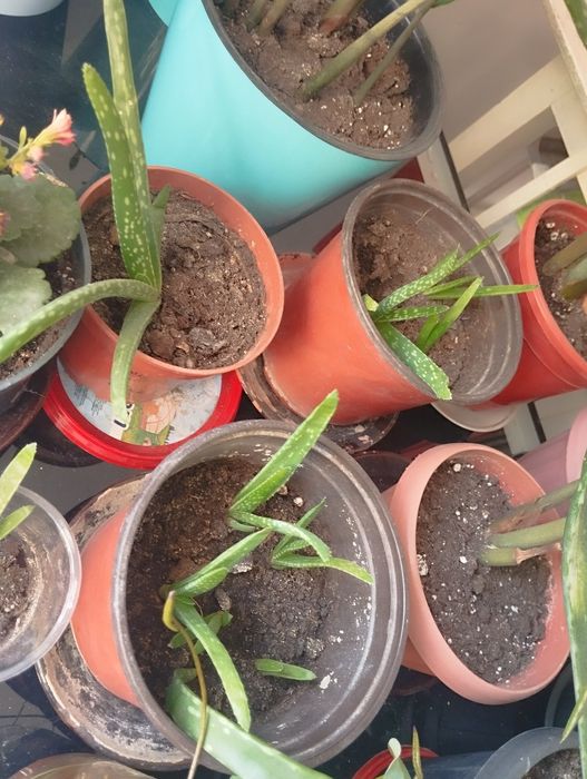 Комнатные цветы/ бөлме гүлдері