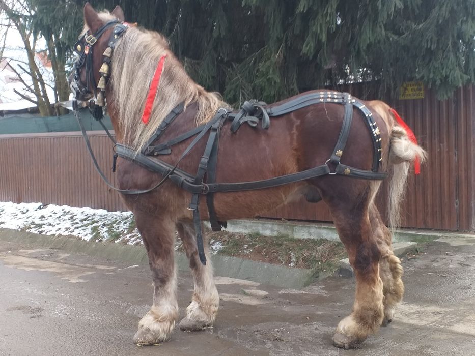 Cal foarte bun din toate punctele de vedere .