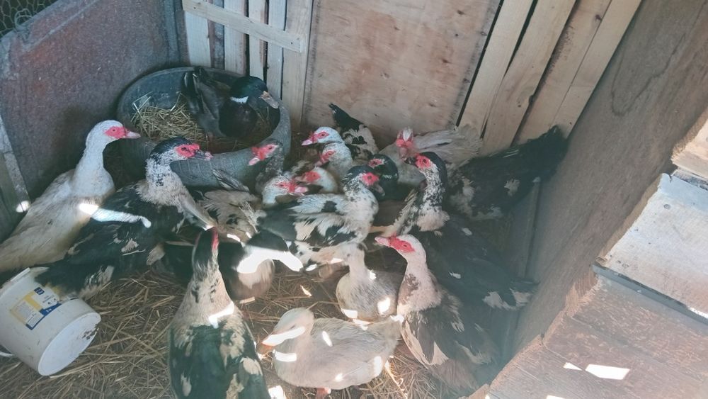 Vănd găste la kg  pe viu si rațe