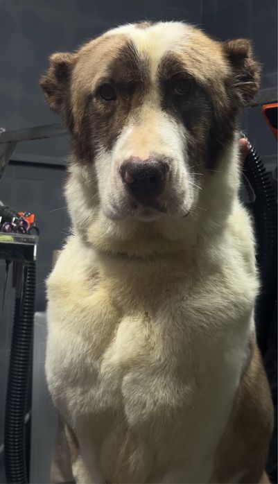 Отдадим алабая в очень хорошие руки