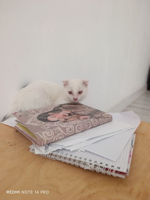 Котенок в добрые руки