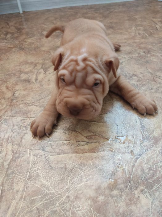 Продам щенков Шарпеев