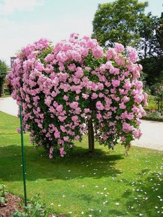 Розы (корни) разных сортов