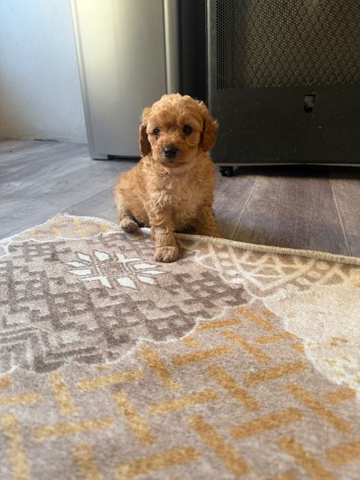 Toy pudel momçe i momiçe