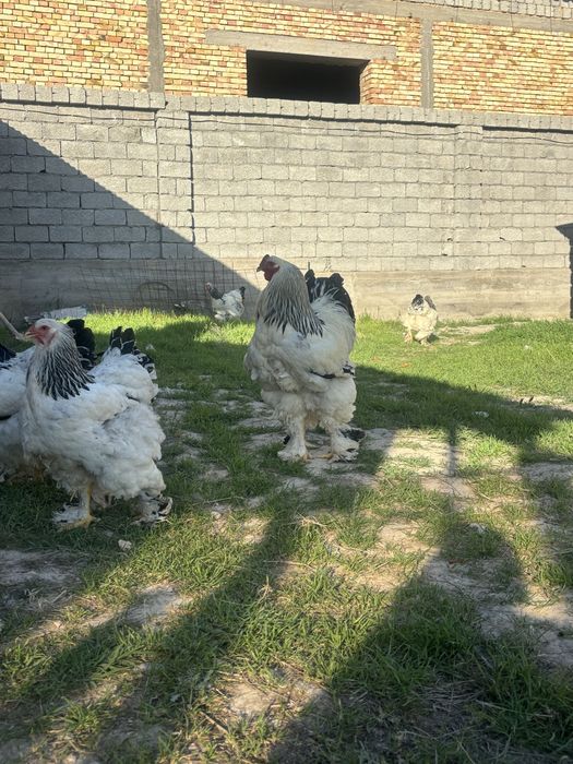 Брама тауықтардың жұмыртқасы