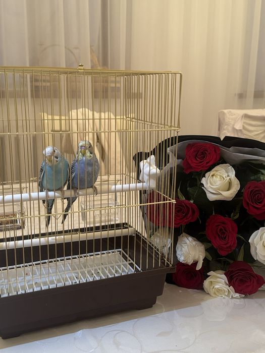 попугай сатылады