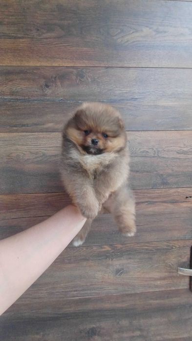 Померанский Шпиц