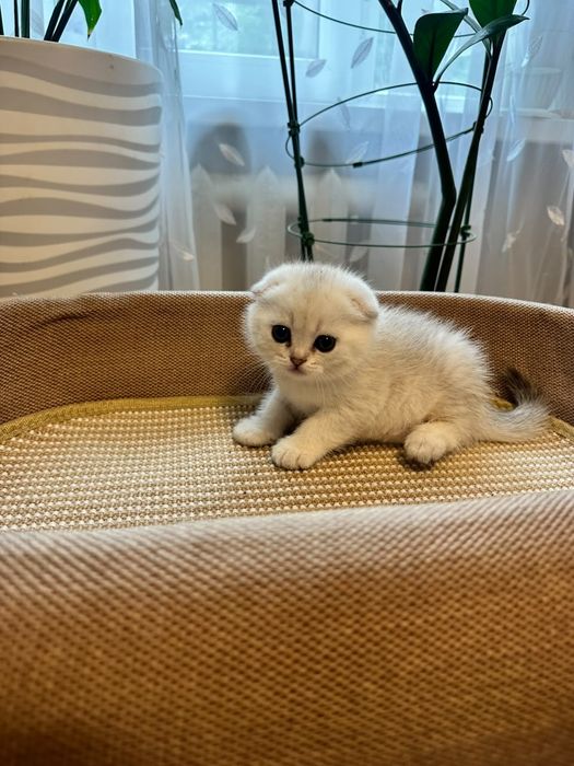 Самые милые, игривые ,умные, котятки..