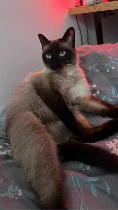 Сиамская кошка со всеми вещами