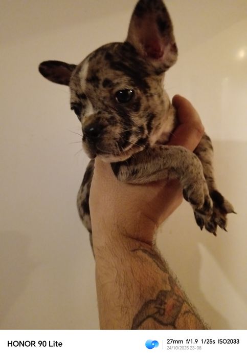 Френски булдог Мерле