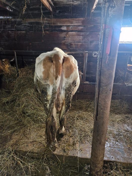 Продам коров , на мясо.