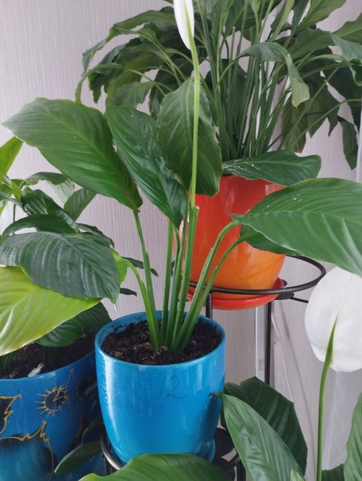 Продам спатифиллумы