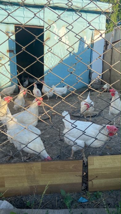 Продам куры-несушки