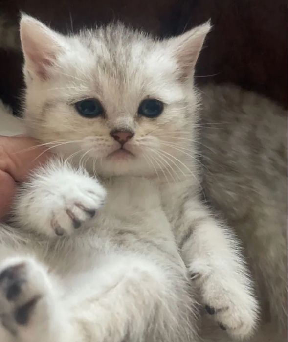 Котята шиншиллы вискас девочки и мальчики