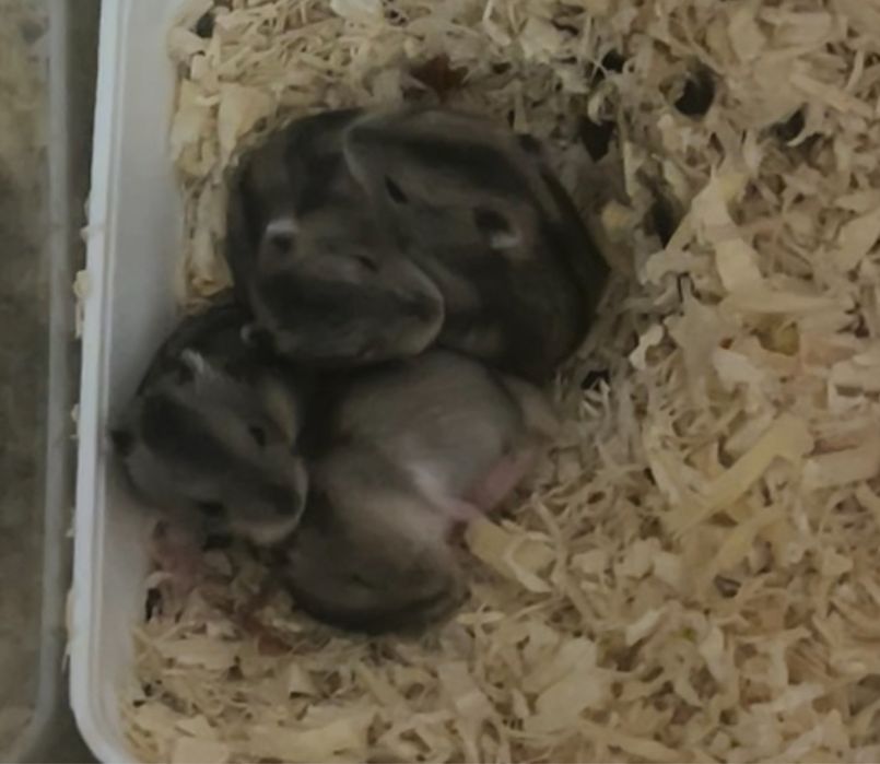 Бебета мини хамстери