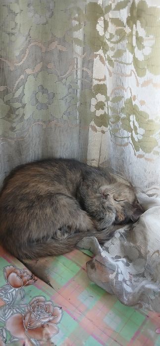 Котята крысыловы