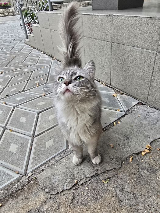 Ручная кошка в добрые руки