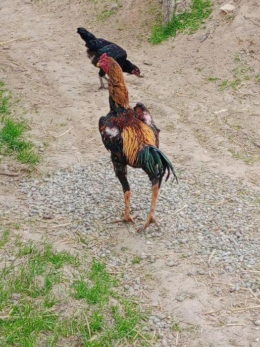 Дакан қораз сатылады