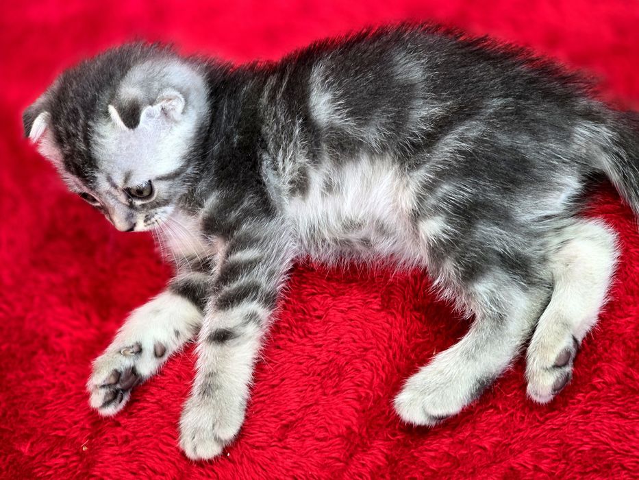 Котята вислоухие Scottish Fold