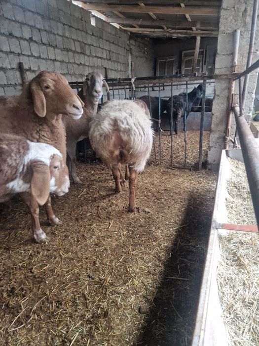 Куйлар  сотилади