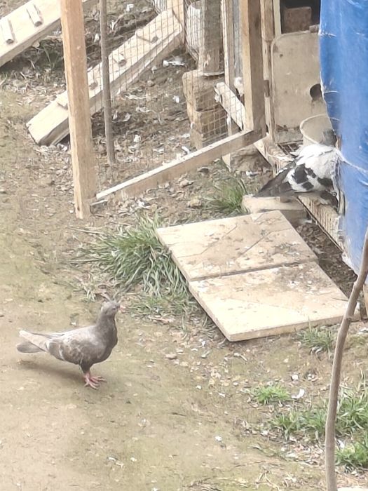 Каптарлар Хар хил сотилади