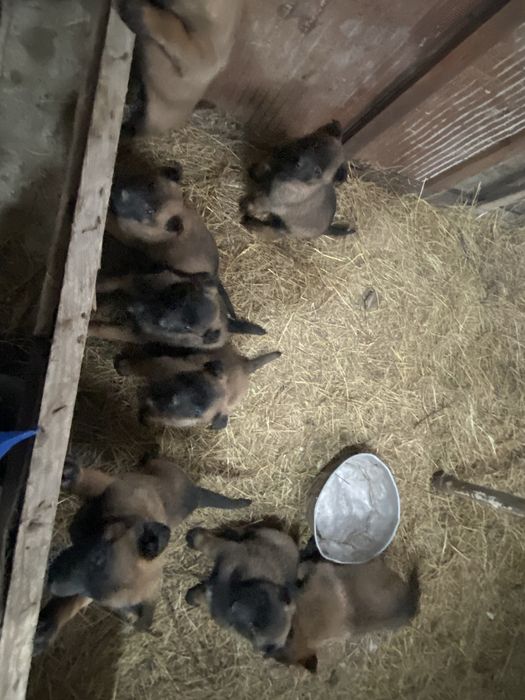 Кутята белгиской овчарки