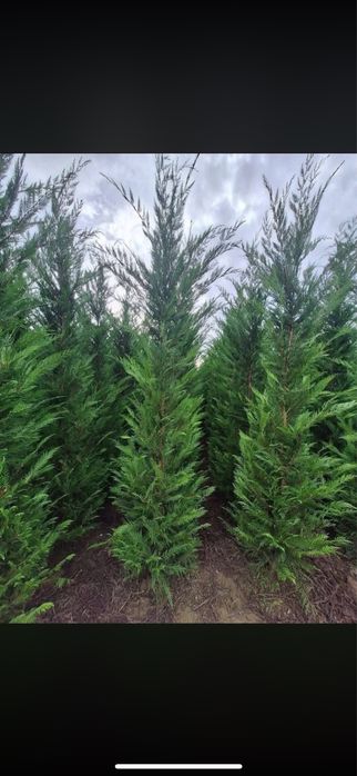 Tuia Leylandii Cupressus- Cel mai bun Pret