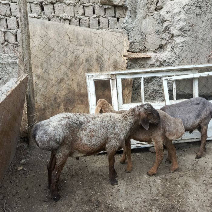 Кузи куйлар сотувда