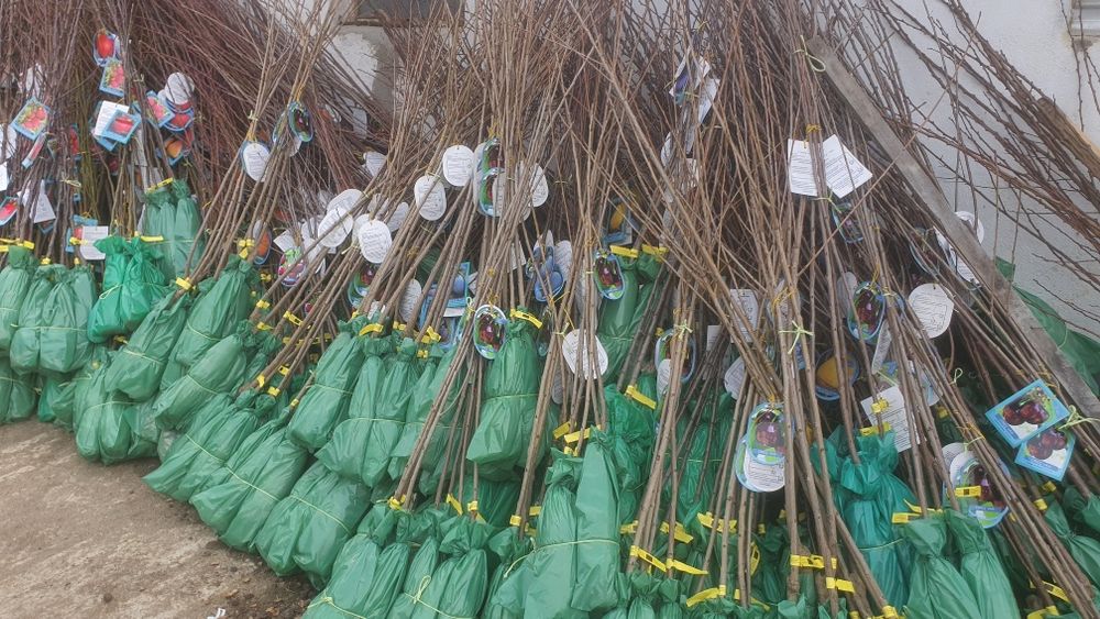 Pomi fructiferi impachetati