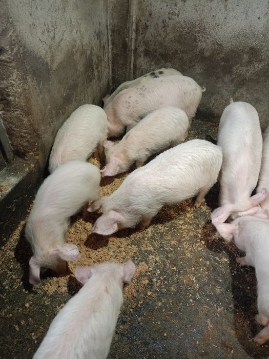 Малки прасета на три месеца