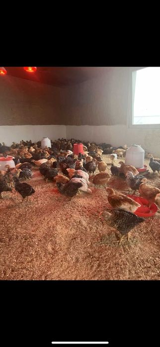 Pui de gaina zbura rasa mixta Kabir