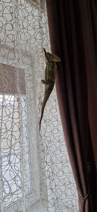 Продам Йеменского хамелиона