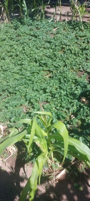 Продам, рассаду клубники!