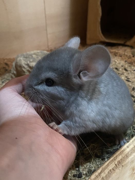 Шиншиллы шиншилла