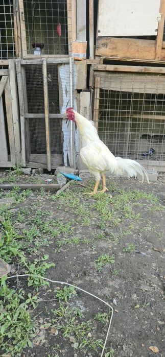 Дакан петух продам белый 60тыч карец 25тыч