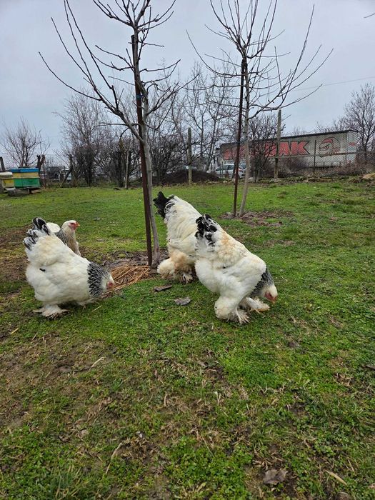 Продавам разплодни яйца от Колумбийска [Light Brahma]