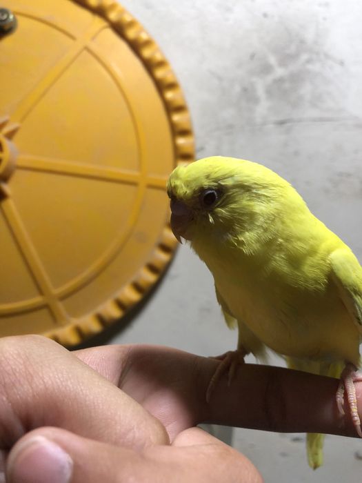 Лимон папугае лар