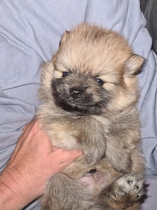 Померанский шпиц