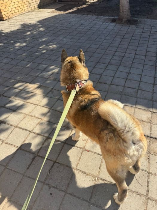 Американская акита