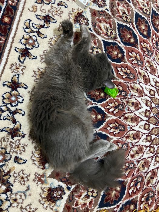 Scottish Straight/Nibelung Кот Леонид (Лео)