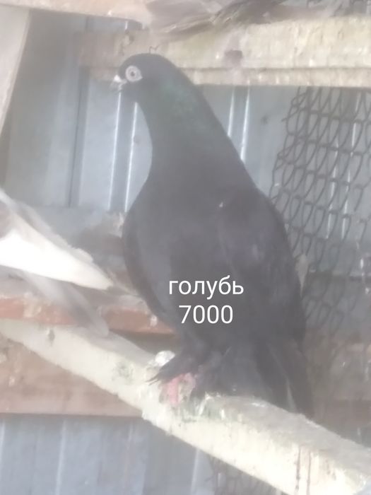 Село Шамалған голуби