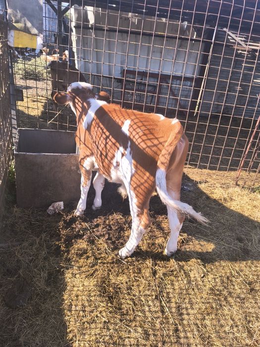 Vând 3 tauri de vaca