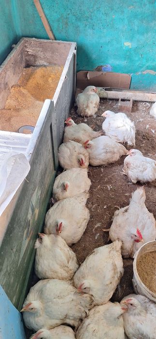 Домашен бройлер наличен