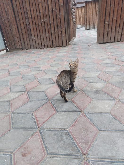 Бенгальский котёнок девочка