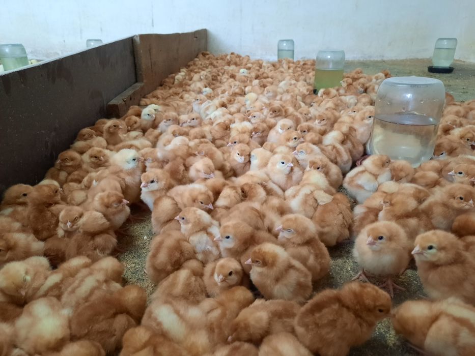 Есть цыплята ломан браун