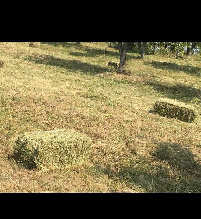 Baloți fan de gradina