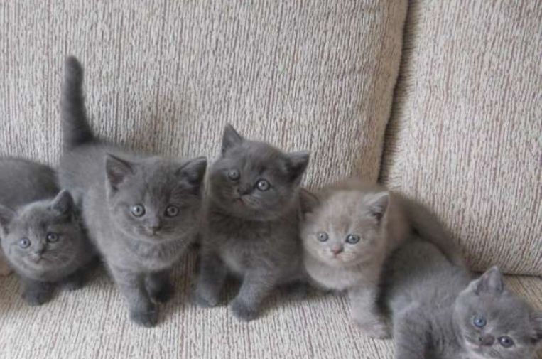 Шотланские котята малыши